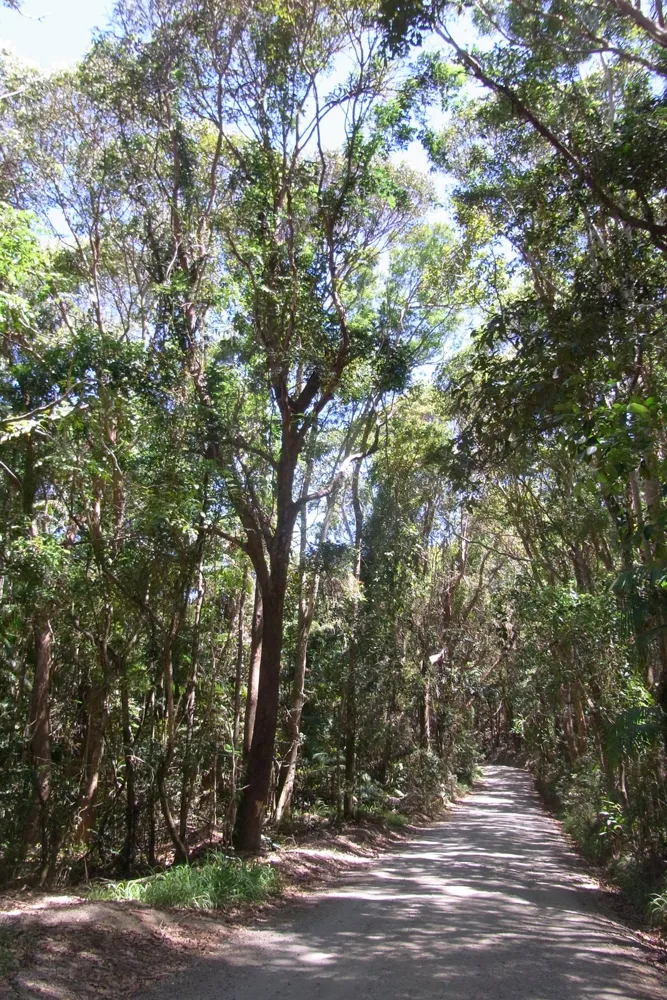 A shaded path winds beneath tall trees and dense green vegetation.